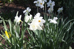 Daffodils have naturalized throughout Gloucester and Mathews County, Virginia.