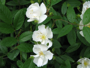 3 darlows enigma rooted from cutting 8 years ago fragrant from 15 feet away