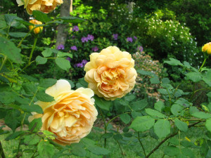 7 In the garden after a shower May 6 2010