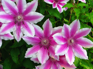 9 Karin's Garden Clematis second year after cutting.