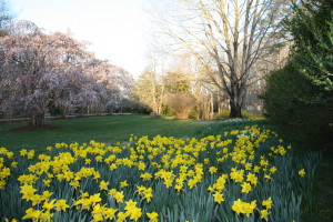 daffodils at carousel