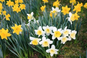 daffodils closeup