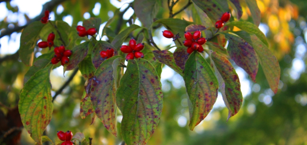 cropped-1-BL-dogwood-berries.jpg