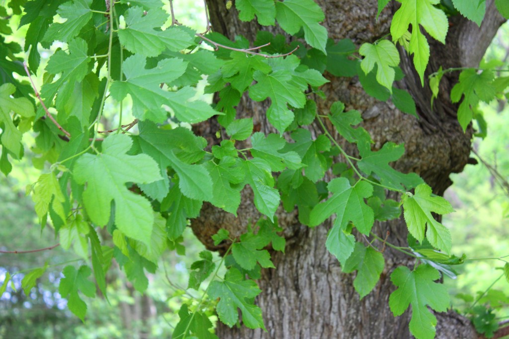 Textural Woodland Details