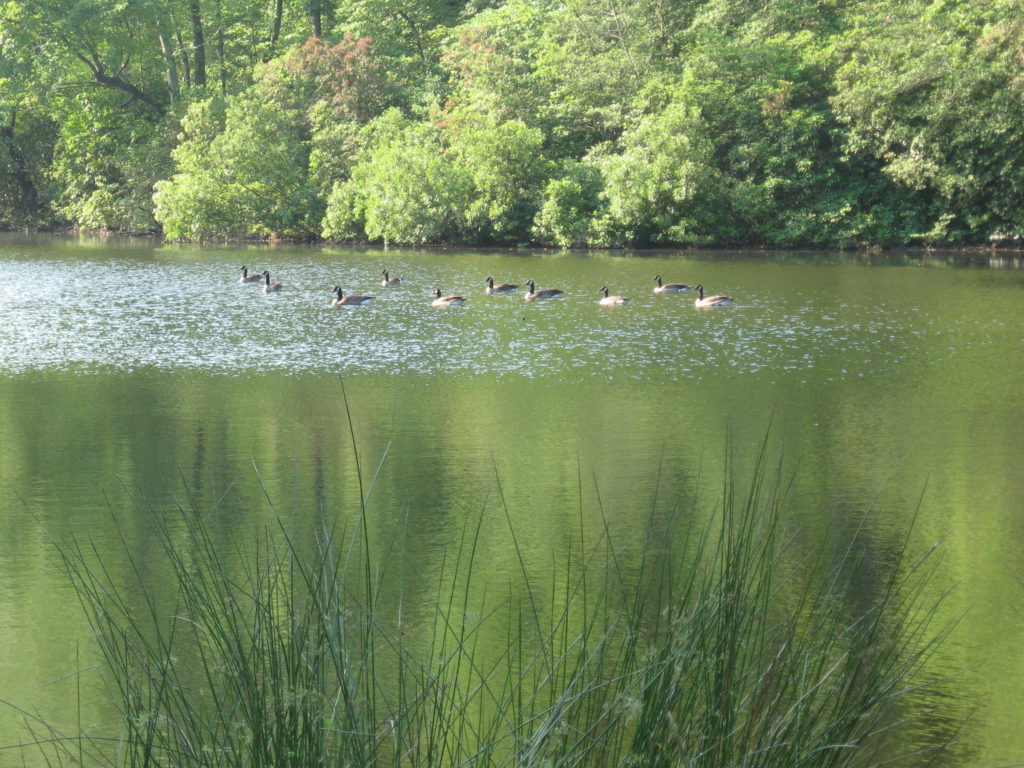 Pond geese