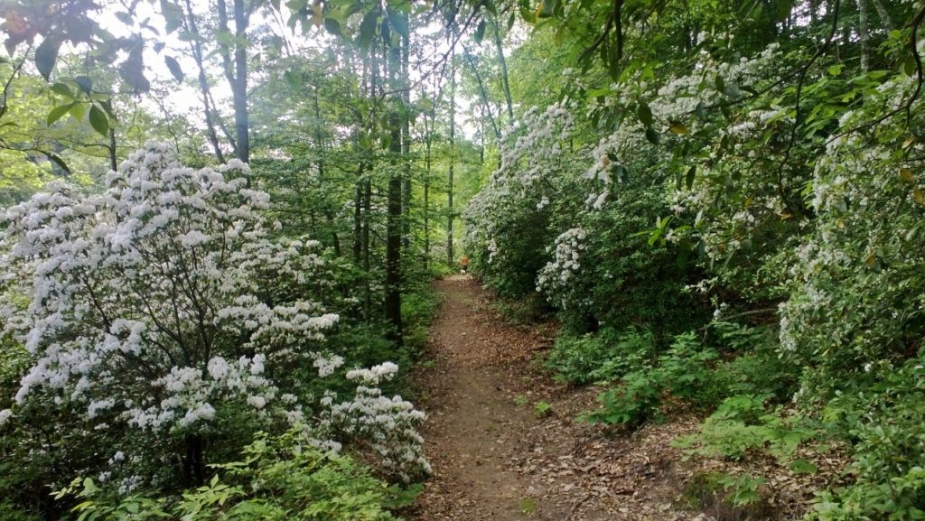 Underwood Trail flowering path